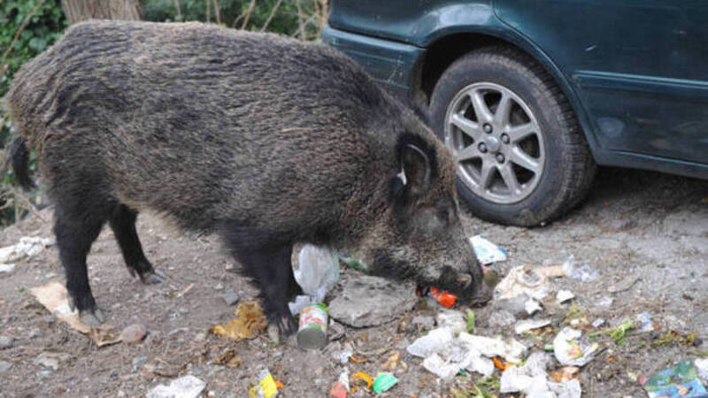 Quando il cinghiale diventa un problema... stradale