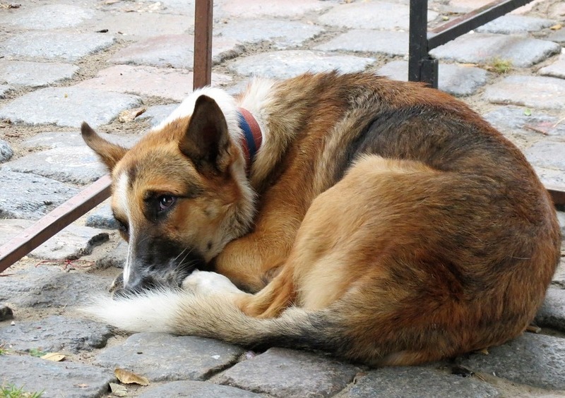 Condanna per maltrattamento e uccisione di animale, a chi aveva abbandonato il cane in strada