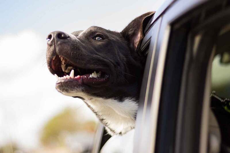 Cani in auto, non sempre è così facile, serve attenzione