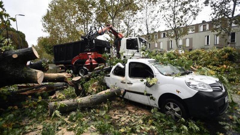 Albero caduto, auto danneggiata: come chiedere il risarcimento