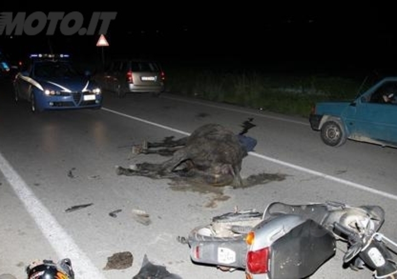 Animali sulle strade: &egrave; emergenza