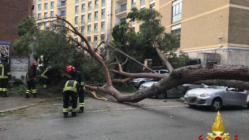 Roma, cade pino secolare. Due feriti gravi