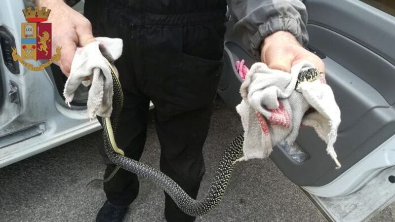 Serpente in auto mentre guidava, 72enne soccorsa dalla Polizia