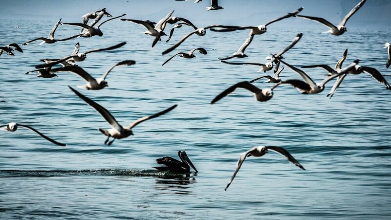 Dakar Rewind. Sud America. Un Viaggio Indimenticabile Durato 10 Anni. Da Paracas a Caman&agrave;. Le Isole 