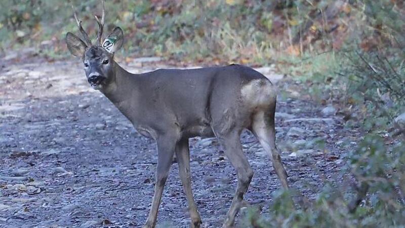 Troppi animali selvatici: chiusa la A11 per catturare i caprioli. Coldiretti: &laquo;E&rsquo; emergenza&raquo; [Video]