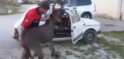 Come (nemmeno sognarsi di) trasportare malamente animali in auto: l&rsquo;asino della Fiat 126 [Video]