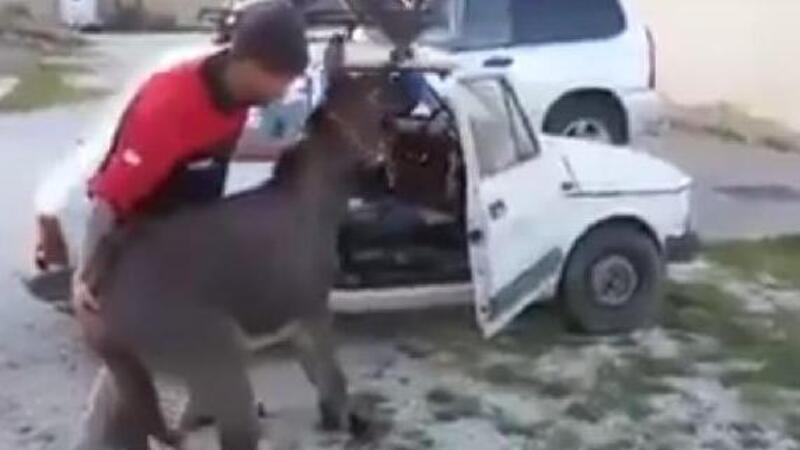 Come (nemmeno sognarsi di) trasportare malamente animali in auto: l&rsquo;asino della Fiat 126 [Video]