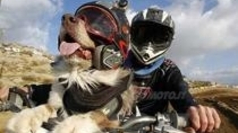 In moto con Fido? Il CdS lo permette