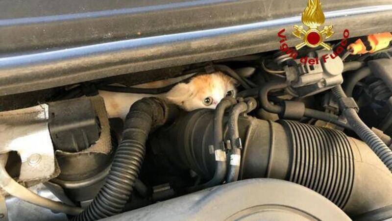 Gattino nel motore dell&#039;Audi, ci pensano i Vigili del Fuoco di...Vicenza! [FOTOGALLERY]