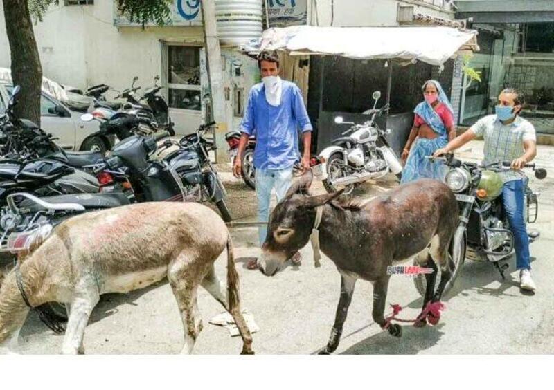 La &quot;Donkey protest&quot; indiana
