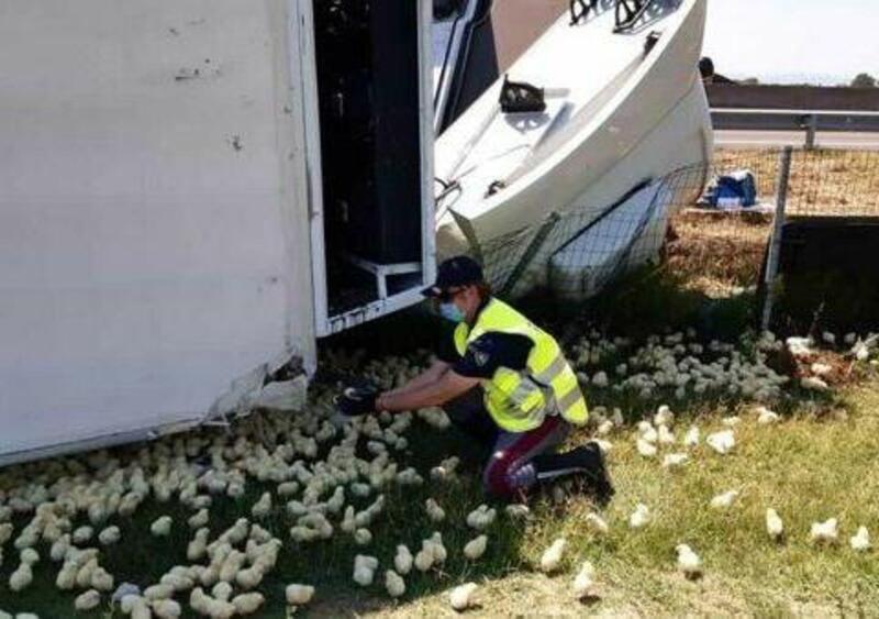 60.000 pulcini invadono l&rsquo;A14 dopo il ribaltamento di un camion 