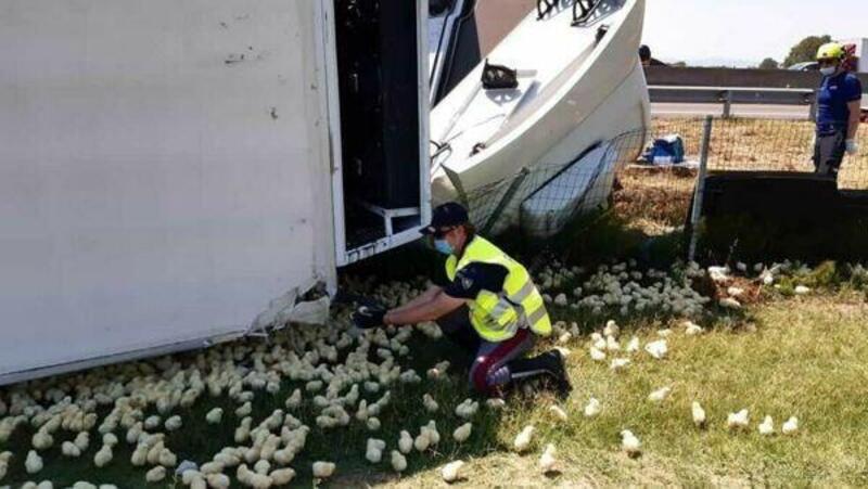 60.000 pulcini invadono l&rsquo;A14 dopo il ribaltamento di un camion 