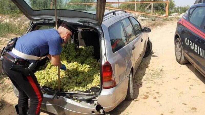 Rubano troppa uva, ma l&#039;auto non regge il peso e cede costringendoli ad abbandonarla 