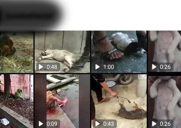 Torture sugli animali in diretta social. Ecco dove si &quot;addestrano&quot; alla violenza i giovanissimi