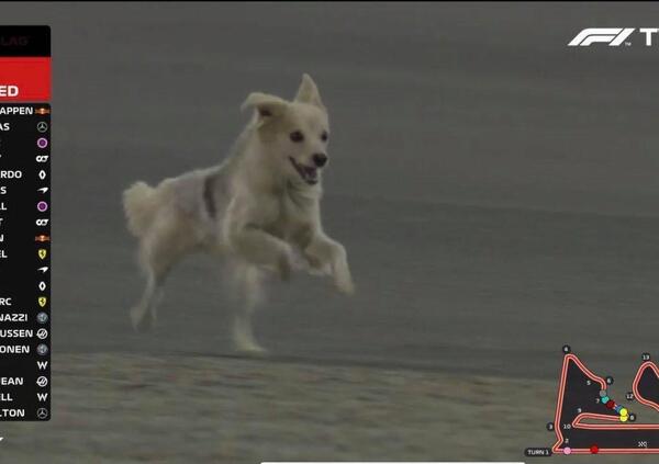 Formula 1: cagnolini in pista! 