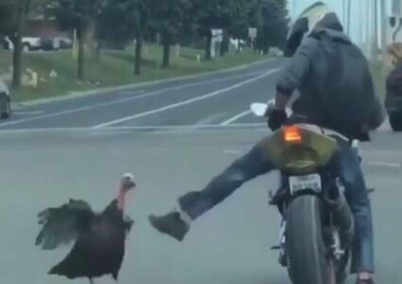 Motociclista aggredito all&rsquo;incrocio&hellip; Da un tacchino! [VIDEO VIRALE]