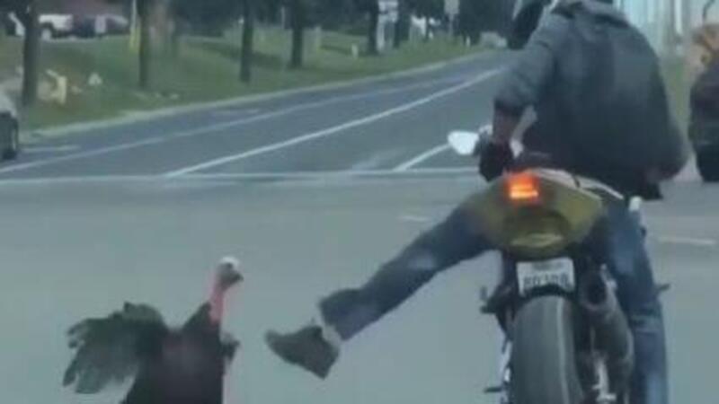 Motociclista aggredito all&rsquo;incrocio&hellip; Da un tacchino! [VIDEO VIRALE]