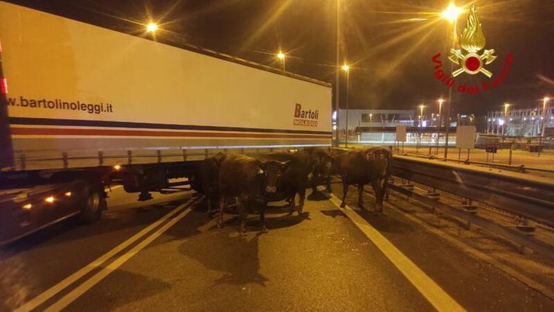 Il camion carico di buoi si incendia, l&rsquo;autista rischia la vita per salvare gli animali