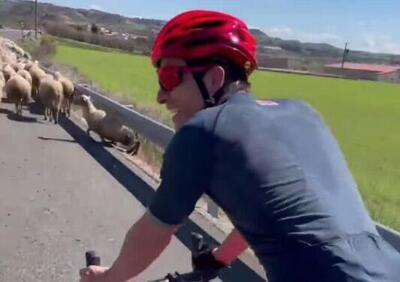 Marc Marquez non riesce a sorpassare... Le pecore [VIDEO]