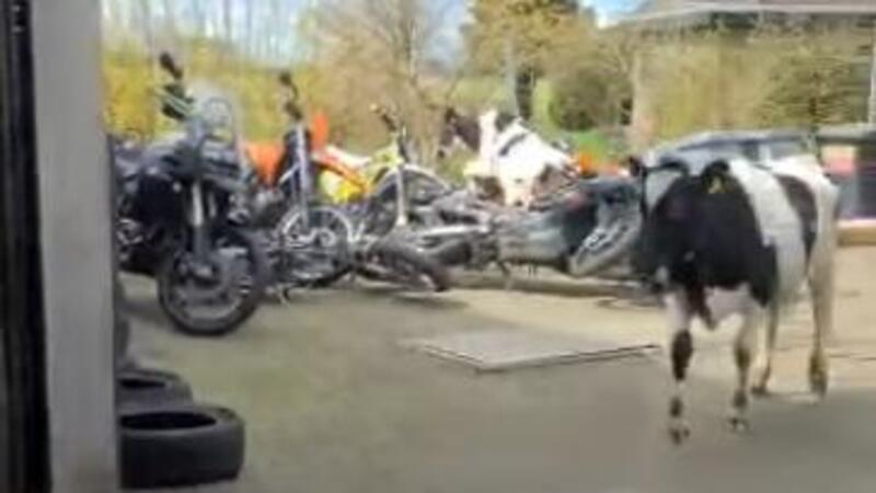Mucche seminano il panico in officina tra le moto [VIDEO VIRALE]