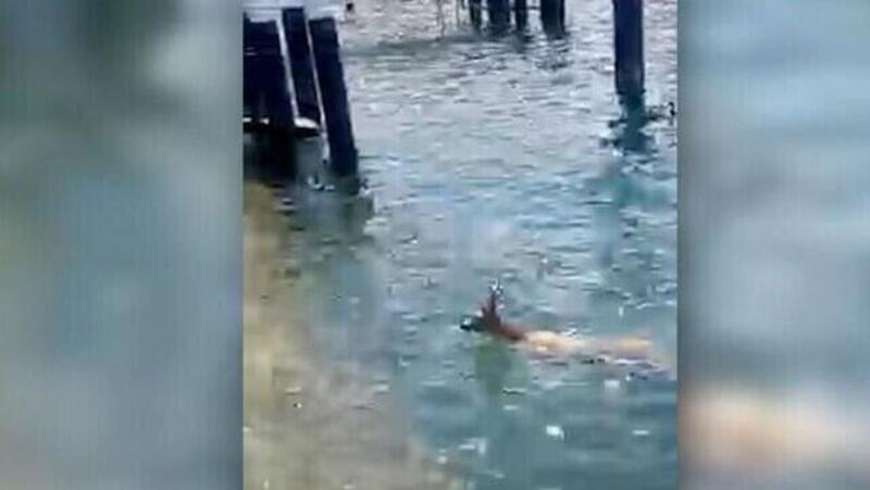 Utenti deboli (ma pericolosi) della strada, Bellagio: capriolo esce dal lago nuotando VIDEO