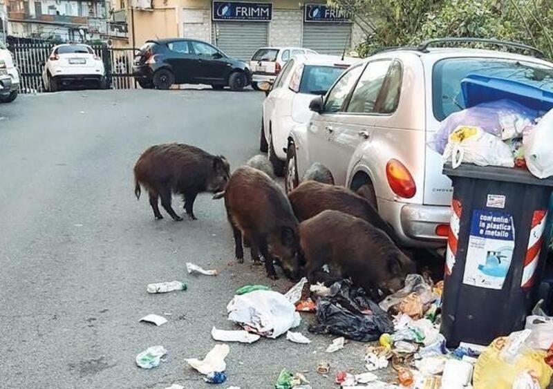 Viaggio nello &quot;zoo&quot; di Roma. Il centro invaso da cinghiali, topi, gabbiani, cani selvatici e una capra