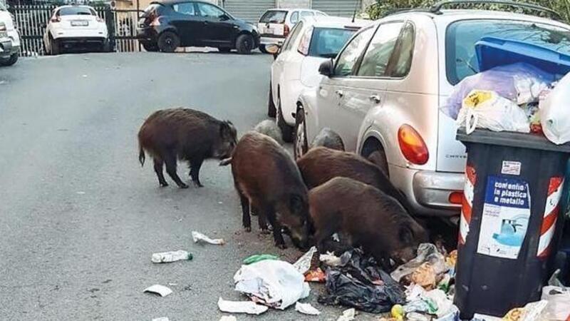 Viaggio nello &quot;zoo&quot; di Roma. Il centro invaso da cinghiali, topi, gabbiani, cani selvatici e una capra