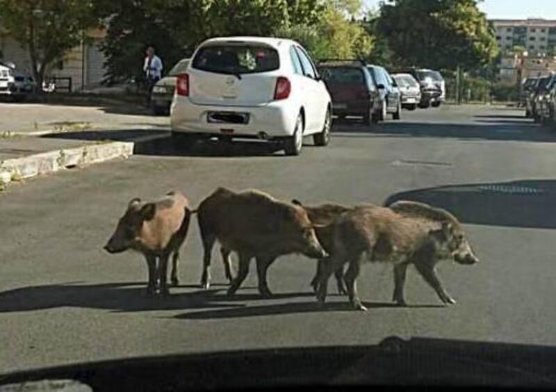 Roma, la situazione animali selvatici &egrave; fuori controllo. Motociclisti in pericolo?