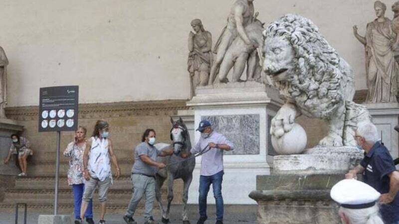 Firenze, cavallo imbizzarrito tampona l&#039;auto della ministra Lamorgese