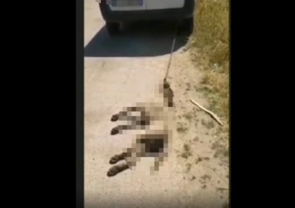 Mazara del Vallo: lega il cane del vicino al furgone, lo trascina fino ad ucciderlo e poi posta il video sui social