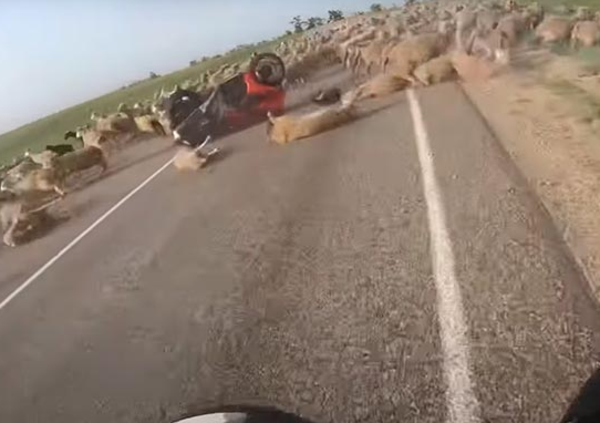 Il video shock: con la Suzuki Hayabusa contro un gregge di pecore a 200 Km/h