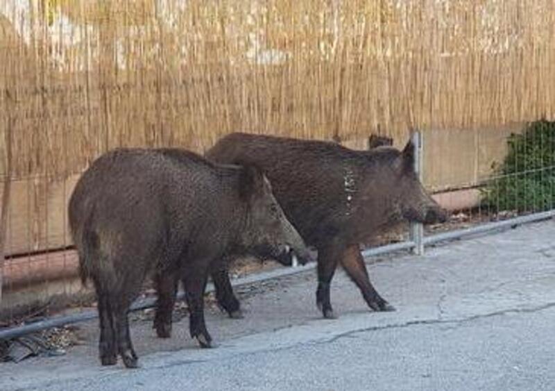 Torino, scontro con cinghiale. Un altro automobilista si ferma e porta via l&#039;animale senza aiutare