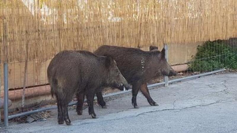 Torino, scontro con cinghiale. Un altro automobilista si ferma e porta via l&#039;animale senza aiutare