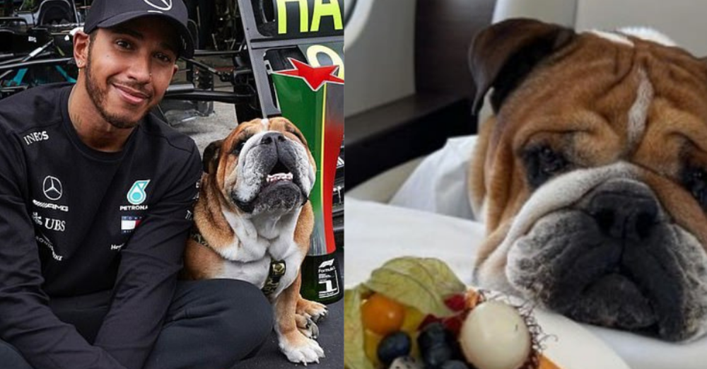 Lewis Hamilton rischia il carcere per colpa del suo cane vegano: l&#039;articolo del Daily Mail che sta facendo il giro del mondo