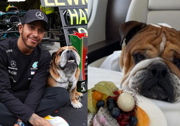 Lewis Hamilton rischia il carcere per colpa del suo cane vegano: l&#039;articolo del Daily Mail che sta facendo il giro del mondo