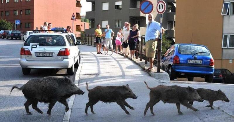 Trieste: multato dopo che un cinghiale lo fece cadere, scooterista fa ricorso e vince