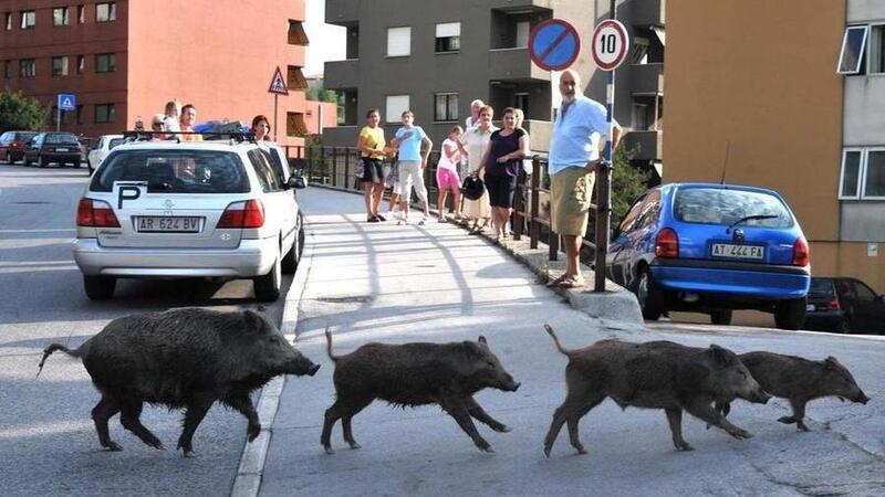 Trieste: multato dopo che un cinghiale lo fece cadere, scooterista fa ricorso e vince