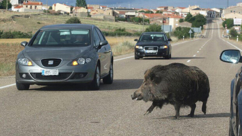 Incidenti. 13 morti e 261 feriti a causa degli animali 