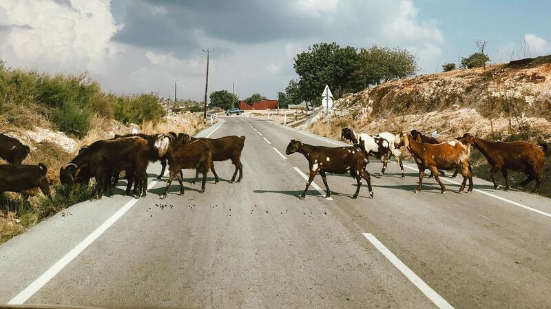 Incidente a causa di un animale in strada: la mail del lettore e il parere dell&#039;avvocato