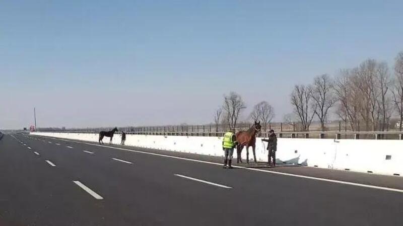 Incidente sulla A4 coinvolge un trasporto animali: blocco del traffico con cavalli fuggiti