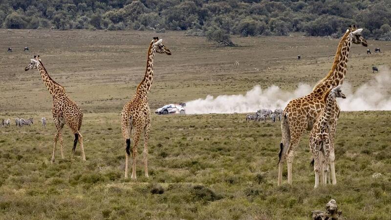 WRC22. Kenya Safari Rally. Toyota, un Podio a 4 Posti