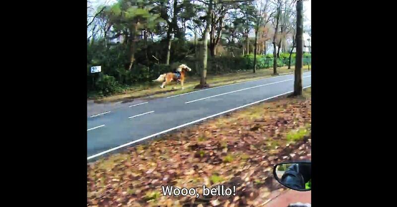 Questo cavallo ne ha molto di pi&ugrave; della moto, che fatica per stargli dietro! [VIDEO VIRALE]