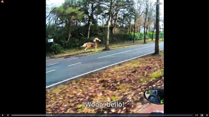 Questo cavallo ne ha molto di pi&ugrave; della moto, che fatica per stargli dietro! [VIDEO VIRALE]