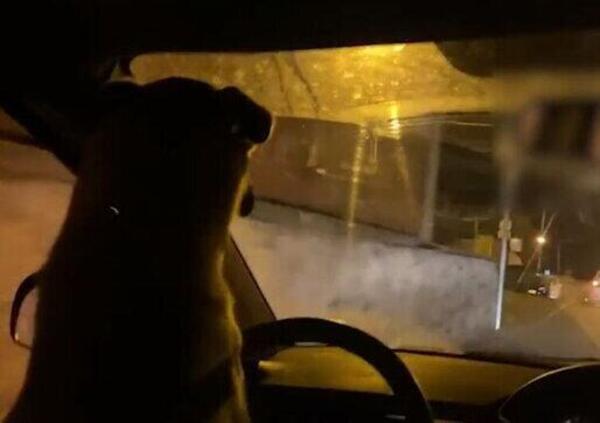 [VIDEO] Fa guidare l&#039;auto al proprio cane e finisce in manette
