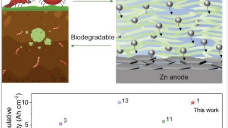 Batterie per le auto elettriche coi granchi: meglio del litio [biodegradabili in 5 mesi]