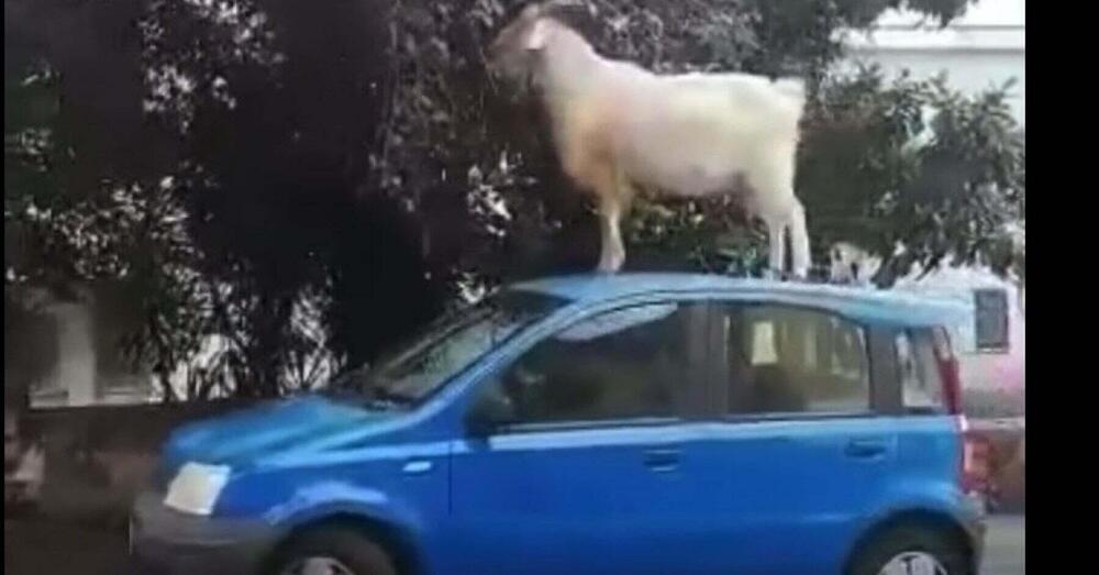 [VIDEO] Gregge invade la strada, una capra sale su una Panda per mangiare delle foglie. Tutto ok a Roma?