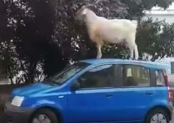 [VIDEO] Gregge invade la strada, una capra sale su una Panda per mangiare delle foglie. Tutto ok a Roma?