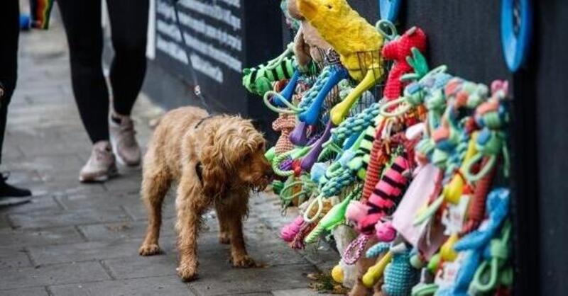 Skoda a Londra &egrave; preoccupata per i cani nella notte dei fuochi d&#039;artificio