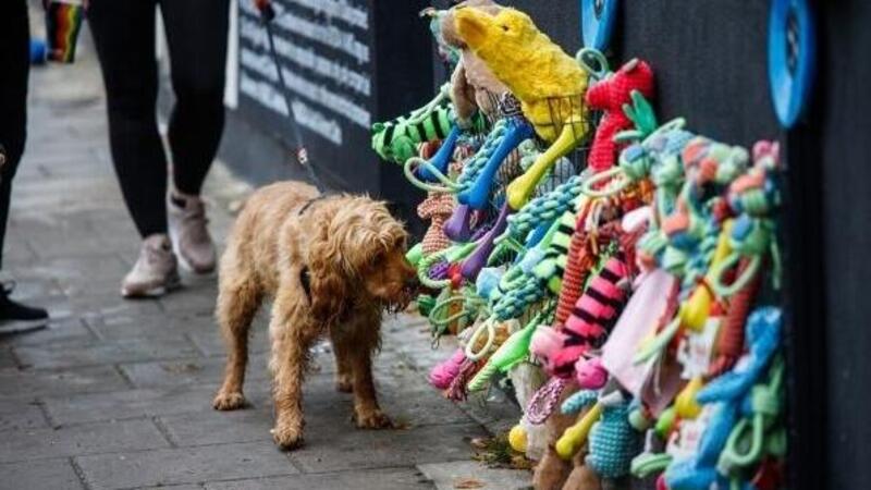 Skoda a Londra &egrave; preoccupata per i cani nella notte dei fuochi d&#039;artificio