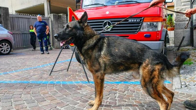 Tavernerio, uomo azzannato da due cani lupo mentre guidava lo scooter